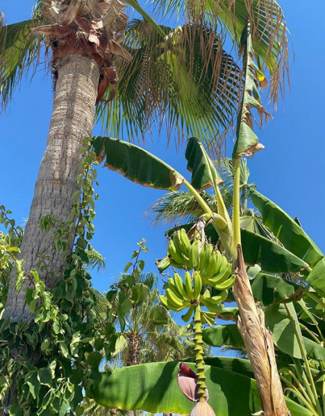 «Пожелал нам самого худшего отдыха»: разгромный отзыв об Аланье