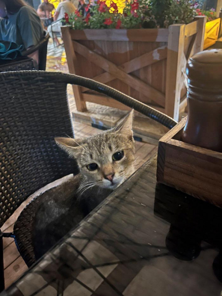 «Лишних четыре кг точно привезли»: восторженный отзыв о Дербенте