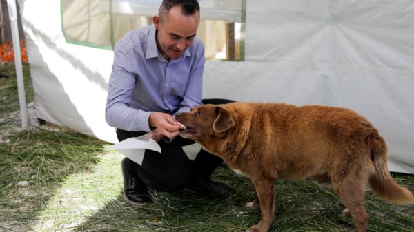 Умер самый старый пес на Земле: Боби был 31 год