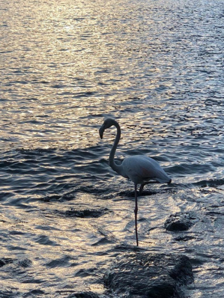 «Меня не хотели регистрировать на рейс без осмотра врача»: противоречивый отзыв о Кемере
