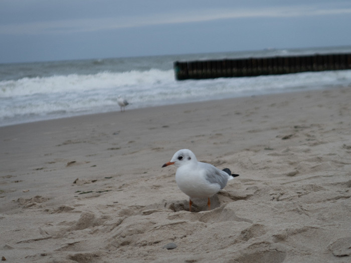 «Запах глинтвейна вас будет преследовать всю прогулку»: отзыв о Калининградской области