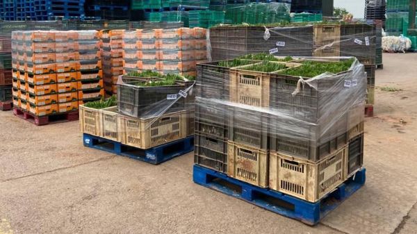 Британские фермы теперь нанимают рабочих в Центральной Азии. Это одно из последствий войны в Украине