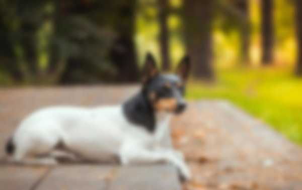 Какую собаку лучше завести в квартире Какую собаку лучше завести в квартире