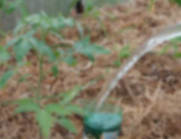 Подкормка томатов после высадки в теплицу