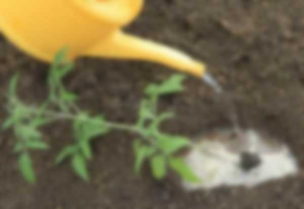 Подкормка томатов после высадки в теплицу