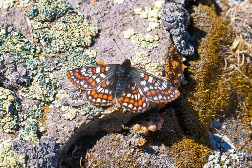 На востоке Турции засняли бабочек «ледникового периода»
