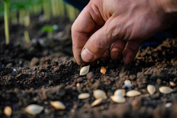 Как правильно посадить тыкву семенами в открытый грунт: советы и рекомендации