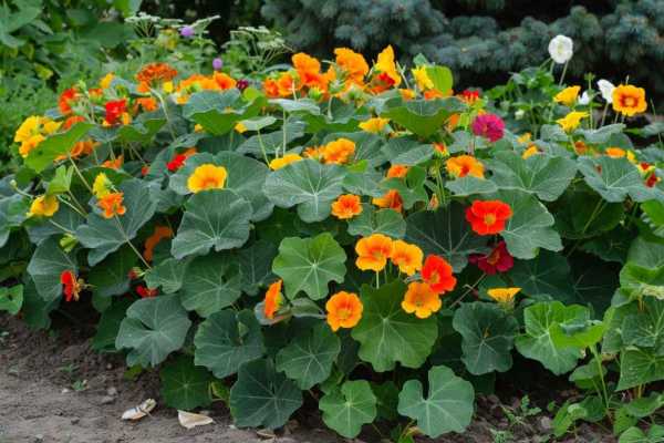 Преобразите свой сад! Создаем красивые клумбы своими руками