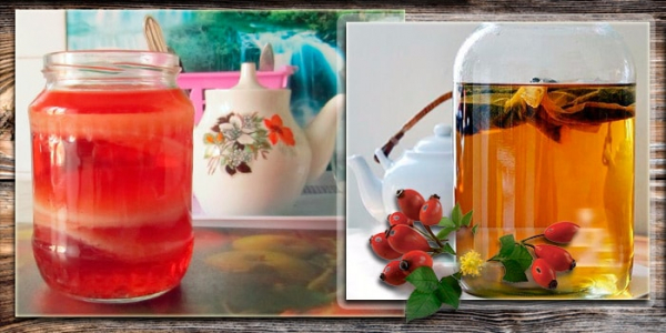 Несколько способов вырастить чайный гриб самостоятельно Несколько способов вырастить чайный гриб самостоятельно