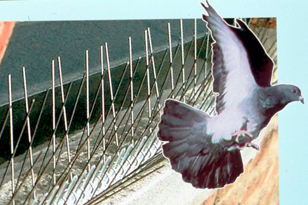 Несколько способов отвадить голубей с балкона Несколько способов отвадить голубей с балкона