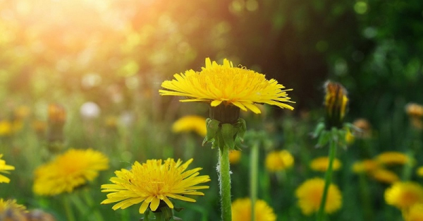 Самое многофункциональное лекарственное растение — одуванчик! Ты будешь удивлена.