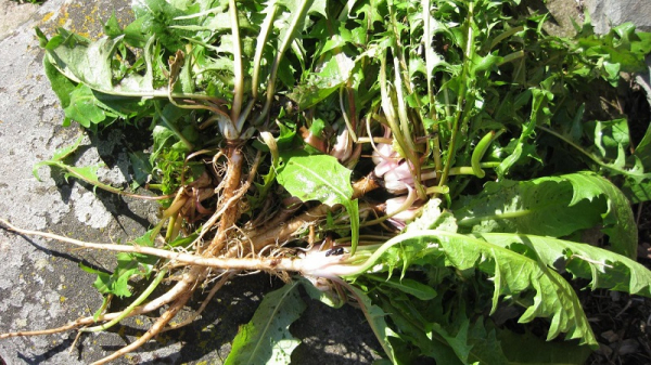 Самое многофункциональное лекарственное растение — одуванчик! Ты будешь удивлена.