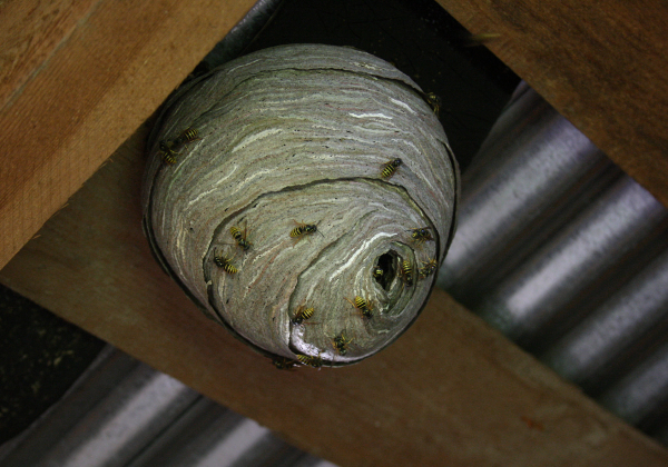 Какие есть способы избавиться от ос и шершней в доме и на участке