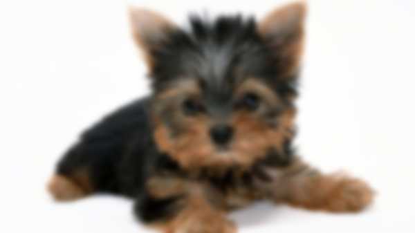 Какую собаку лучше завести в квартире Какую собаку лучше завести в квартире