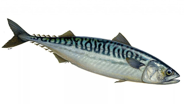 Врачи рассказали, какая рыба опасна для нашего здоровья Врачи рассказали, какая рыба опасна для нашего здоровья