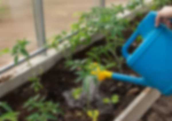 Подкормка томатов после высадки в теплицу