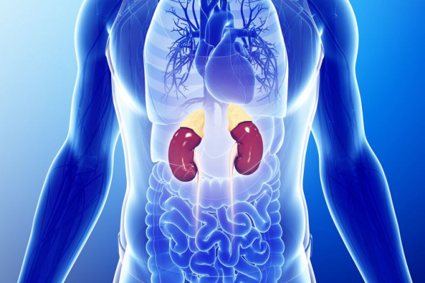 Увеличение почки у взрослых и детей: причины и лечение