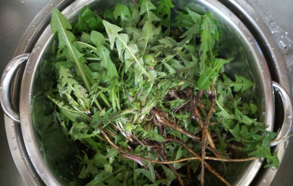 Самое многофункциональное лекарственное растение — одуванчик! Ты будешь удивлена.