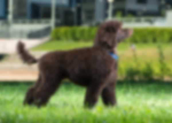 Какую собаку лучше завести в квартире Какую собаку лучше завести в квартире