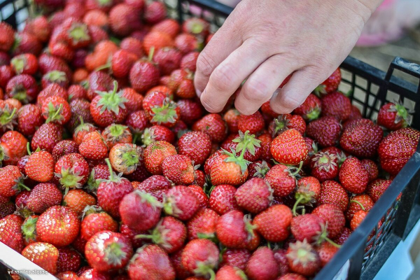 Чтобы пошло на пользу: как выбрать клубнику и как правильно ее есть Чтобы пошло на пользу: как выбрать клубнику и как правильно ее есть