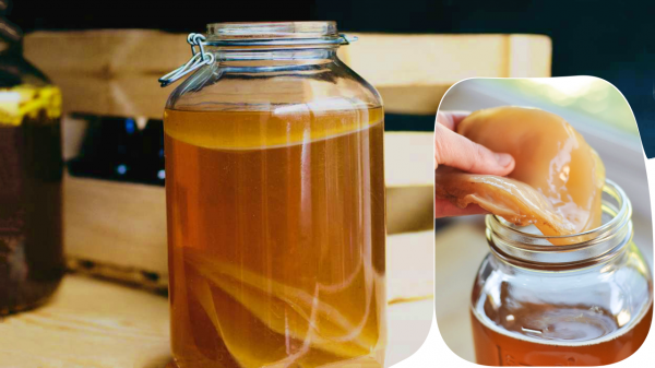 Несколько способов вырастить чайный гриб самостоятельно Несколько способов вырастить чайный гриб самостоятельно