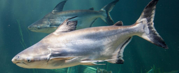 Врачи рассказали, какая рыба опасна для нашего здоровья Врачи рассказали, какая рыба опасна для нашего здоровья