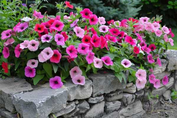 Преобразите свой сад! Создаем красивые клумбы своими руками