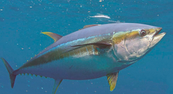 Врачи рассказали, какая рыба опасна для нашего здоровья Врачи рассказали, какая рыба опасна для нашего здоровья