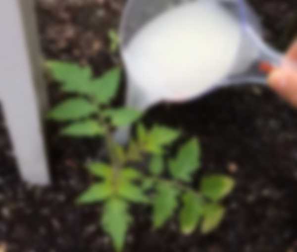 Подкормка томатов после высадки в теплицу