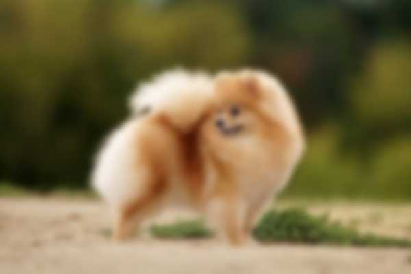 Какую собаку лучше завести в квартире Какую собаку лучше завести в квартире