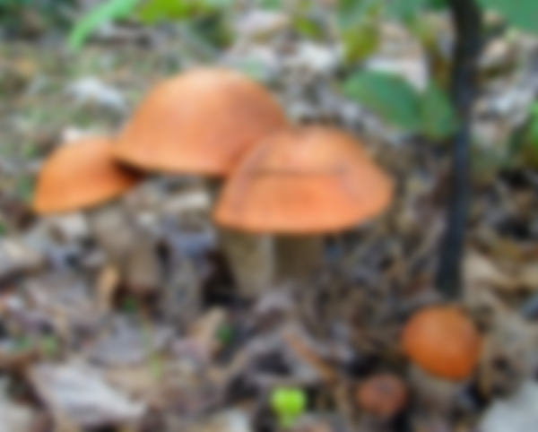 Когда собирают подосиновики и в каком месяце