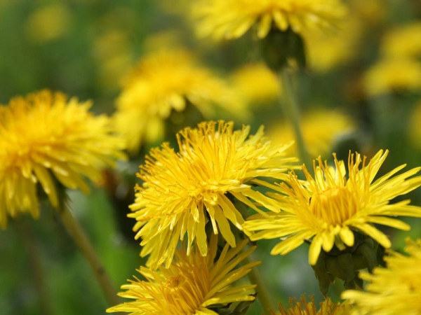 Самое многофункциональное лекарственное растение — одуванчик! Ты будешь удивлена.