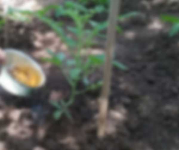 Подкормка томатов после высадки в теплицу