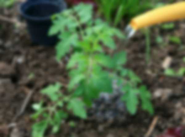 Подкормка томатов после высадки в теплицу