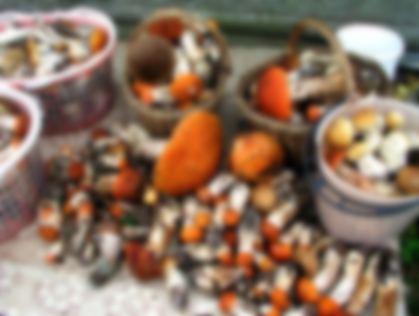 Когда собирают подосиновики и в каком месяце