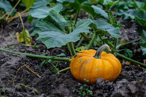 Как правильно посадить тыкву семенами в открытый грунт: советы и рекомендации