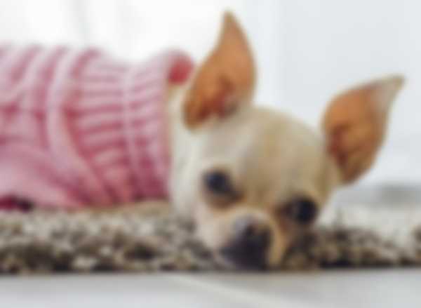 Сколько живут мальчики и девочки породы Чихуахуа