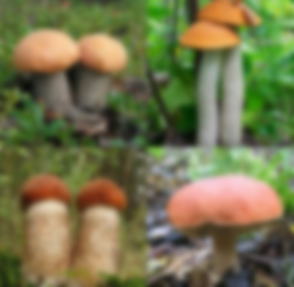 Когда собирают подосиновики и в каком месяце