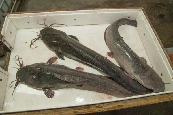 Врачи рассказали, какая рыба опасна для нашего здоровья Врачи рассказали, какая рыба опасна для нашего здоровья