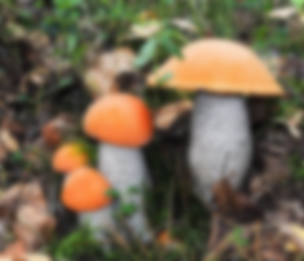 Когда собирают подосиновики и в каком месяце