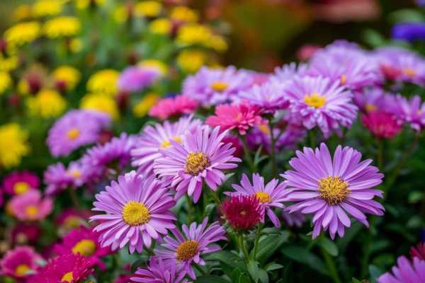 Преобразите свой сад! Создаем красивые клумбы своими руками