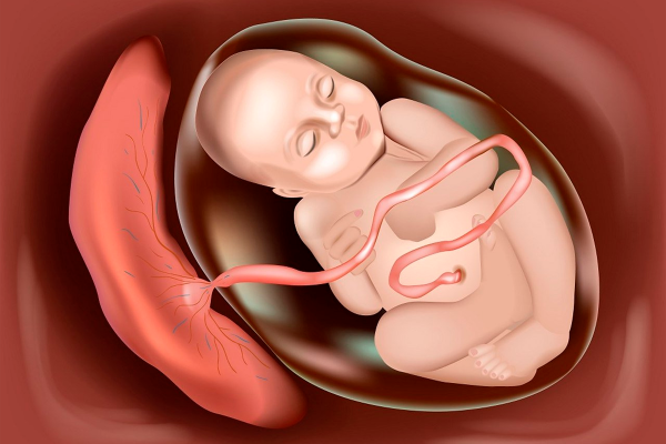 Может ли пупок развязаться на самом деле? Мнение ученых. Может ли пупок развязаться на самом деле? Мнение ученых.