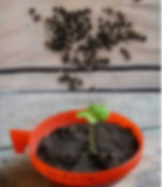 Гибискус - уход в домашних условиях