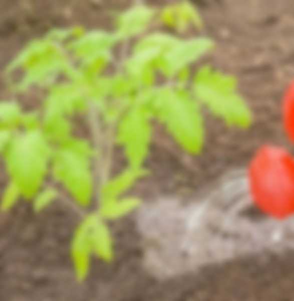 Подкормка томатов после высадки в теплицу