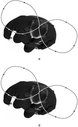 Упражнение для запуска микроциркуляции крови в малом тазу Упражнение для запуска микроциркуляции крови в малом тазу