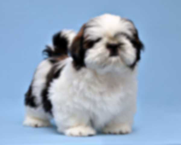 Какую собаку лучше завести в квартире Какую собаку лучше завести в квартире