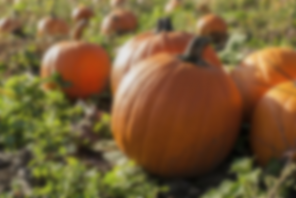 Когда убирать тыкву с грядки на хранение в 2020 году