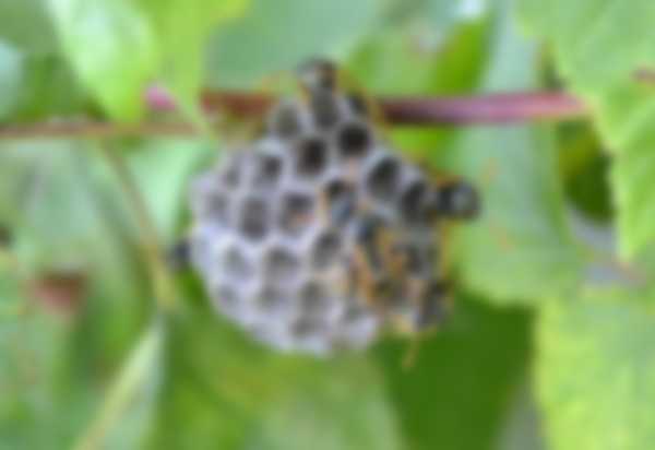 Как избавиться от осиного гнезда Как избавиться от осиного гнезда