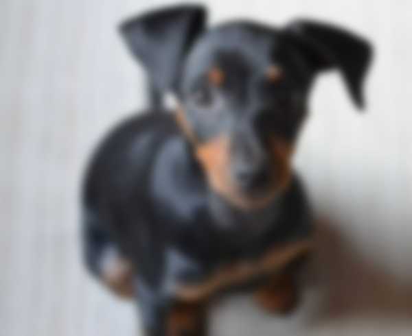 Описание породы собак карликовый пинчер с фото Описание породы собак карликовый пинчер с фото