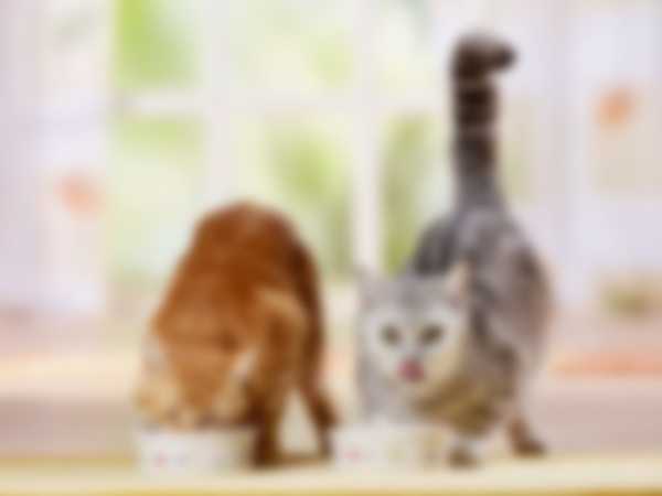 Рейтинг самых лучших кормов для котят в 2022 году Рейтинг самых лучших кормов для котят в 2022 году